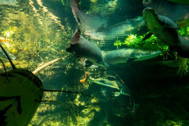 Balık yosunlarının güzel sualtı dünyası