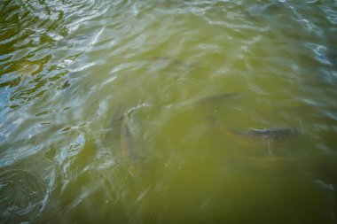 Kopenhag 'daki Güzel Rosenborg Kalesi