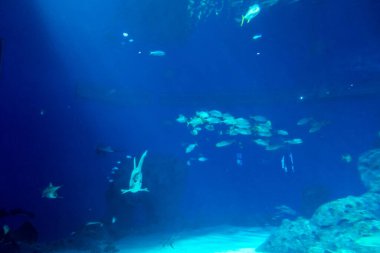 Balık yosunlarının güzel sualtı dünyası