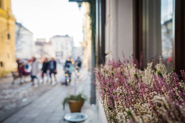 Lviv, Ukrayna - 23 Ocak 2019. Muhteşem kış Lviv mimarisi ve sokakları