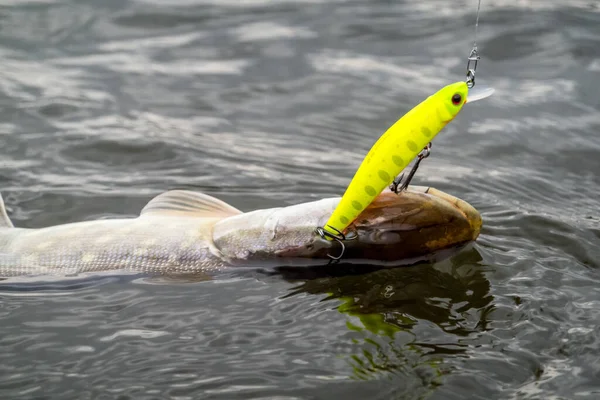 Pescar Lago Fundo Pesca — Fotografia de Stock