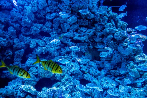 Beautiful Underwater World Fish Seaweed Sea — Stock Photo, Image