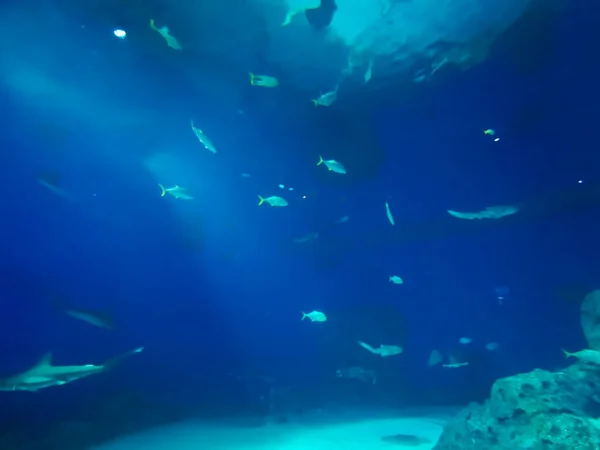 Hermoso Mundo Submarino Peces Algas Marinas — Foto de Stock