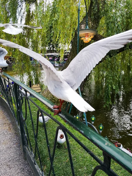 Möwe Auf Einem Zaun Einem Schönen Park — Stockfoto