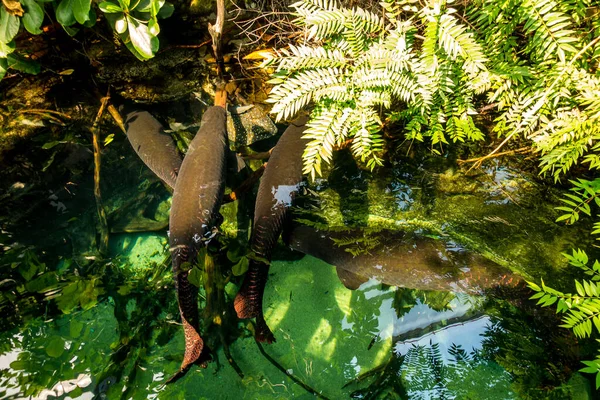 Belo Mundo Subaquático Mar Algas Peixe — Fotografia de Stock