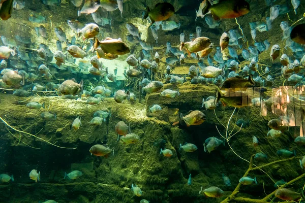 Hermoso Mundo Submarino Peces Algas Marinas —  Fotos de Stock