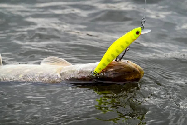 Pescar Lago Fundo Pesca — Fotografia de Stock