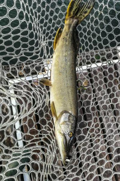 Pêche Brochet Sur Lac Loisirs Pêche — Photo