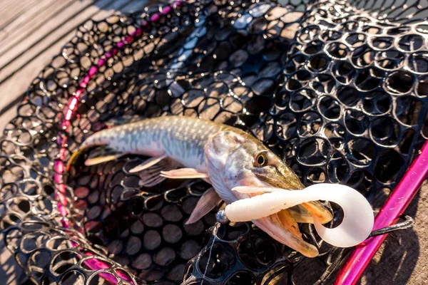 Pêche Brochet Sur Lac Pêche Sportive Activités Plein Air — Photo