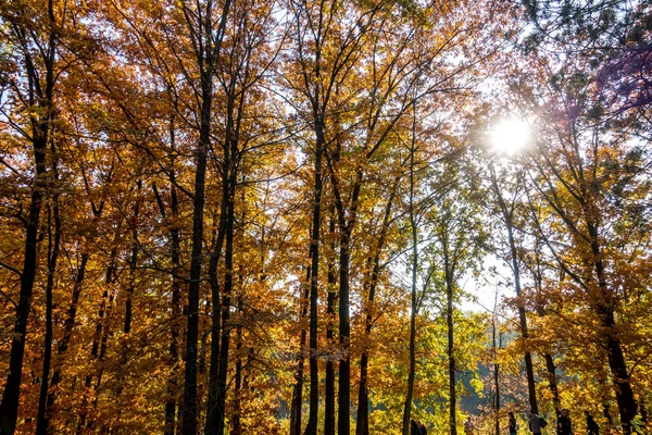 Gorgeous Autumn Beautiful Historical Park — Stock Photo, Image