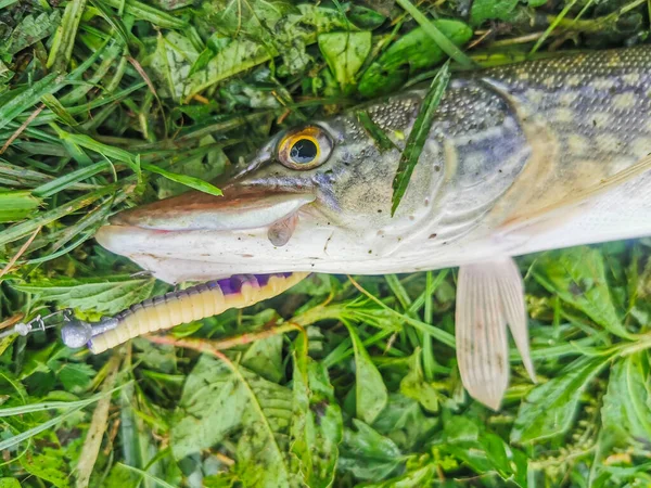 Fiske Sjö Natur Rekreation Bakgrund — Stockfoto