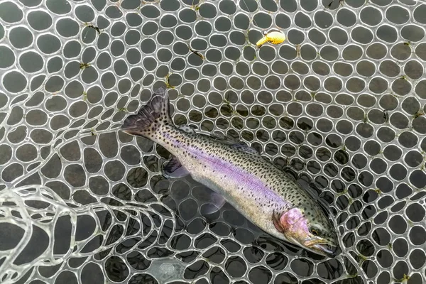 Pêche Truite Sur Lac Loisirs Pêche — Photo