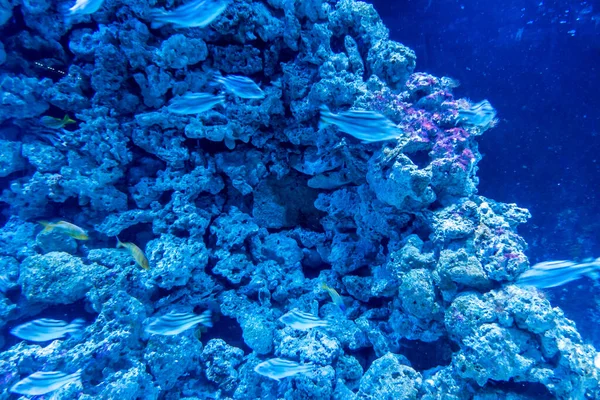 魚のきれいな水中世界海藻海 — ストック写真