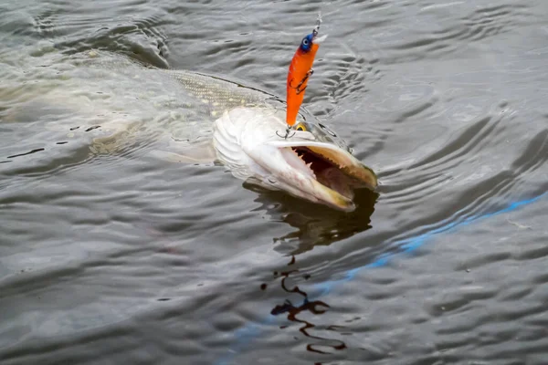 Pesca Sul Lago Fondo Pesca — Foto Stock