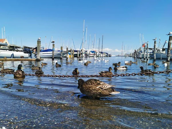 Köpenhamn Danmark Juli 2019 Stor Danmark Köpenhamn Och Havet — Stockfoto