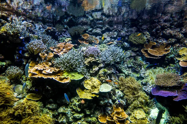 바닷말로 이루어진 아름다운 — 스톡 사진