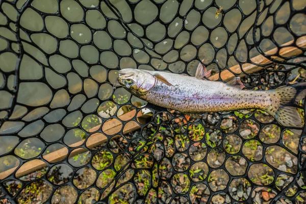 Fiske Sjön Bakgrunden — Stockfoto