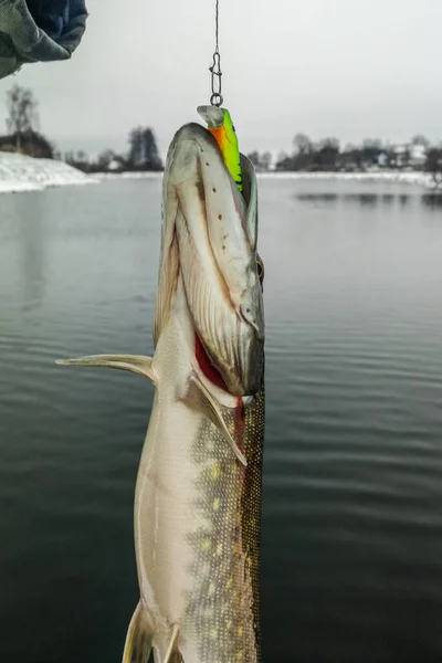 Pesca Del Luccio Sul Lago Attività Ricreative Pesca — Foto Stock