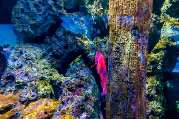 Beautiful Underwater World Fish Seaweed Sea — Stock Photo, Image