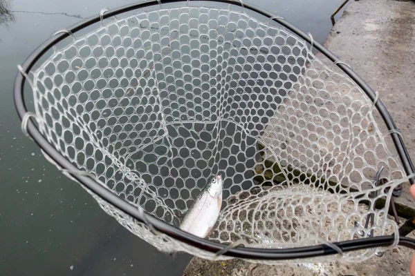 Vissen Forel Aan Het Meer Sportvissen Buitenactiviteiten — Stockfoto