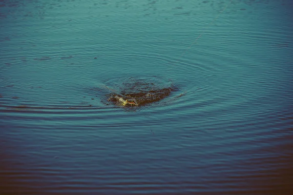 Pesca Lúcio Lago Recreação Pesca — Fotografia de Stock