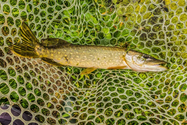 Good Fishing Catch Background — Stock Photo, Image