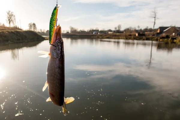 Щука Рибалка Озері Спортивне Рибальство Активний Відпочинок — стокове фото