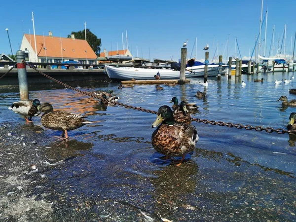 Köpenhamn Danmark Juli 2019 Stor Danmark Köpenhamn Och Havet — Stockfoto