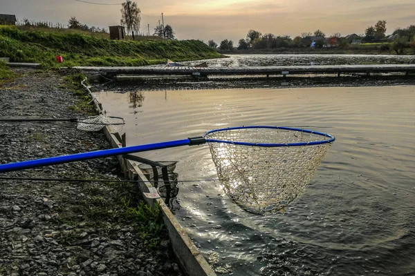 Rybaření Pstruhů Jezeře Rybolovná Rekreace — Stock fotografie