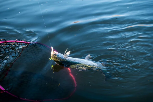 Gölde Alabalık Avı Spor Balıkçılığı Açık Hava Aktiviteleri — Stok fotoğraf