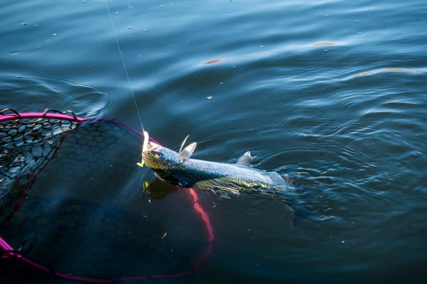 Pêche Truite Sur Lac Pêche Sportive Activités Plein Air — Photo