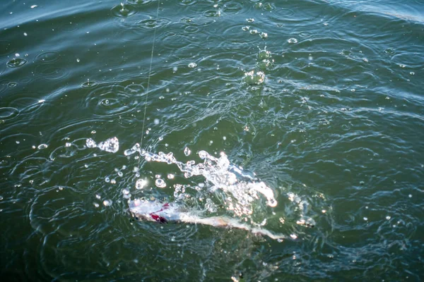 Pesca Truta Lago Pesca Desportiva Actividades Livre — Fotografia de Stock