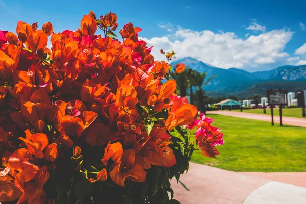 Bella Località Balneare Verde Fiori — Foto Stock