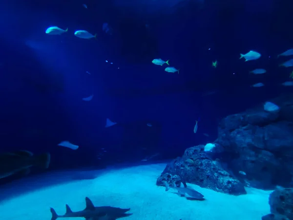 Vacker Undervattensvärld Fisk Alger Havet — Stockfoto