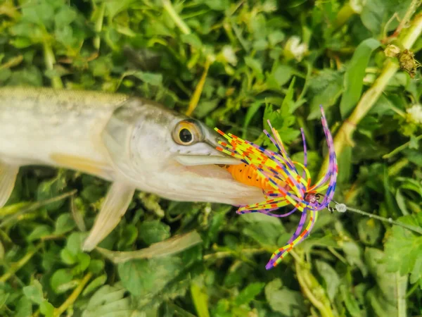 Pesca Lago Naturaleza Recreación Fondo —  Fotos de Stock