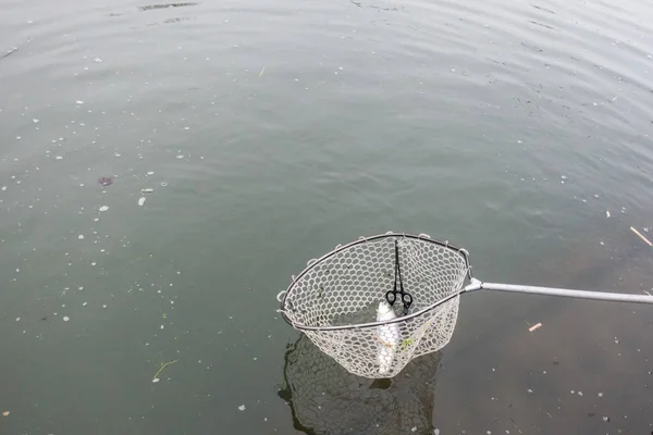 Vissen Forel Aan Het Meer Sportvissen Buitenactiviteiten — Stockfoto