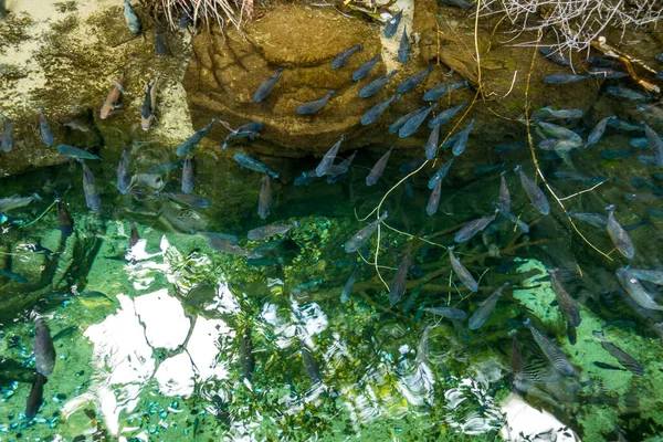 魚のきれいな水中世界海藻海 — ストック写真