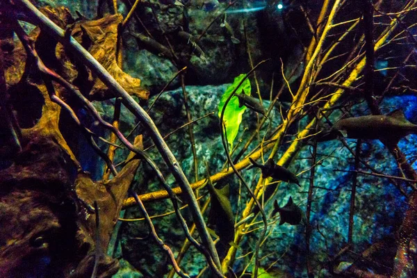 Schöne Unterwasserwelt Der Fische Algen Meer — Stockfoto