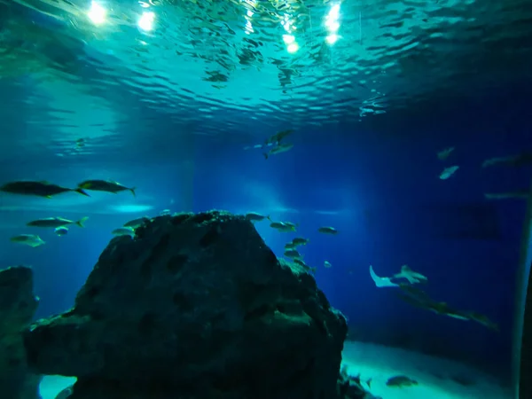 Schöne Unterwasserwelt Der Fische Algen Meer — Stockfoto