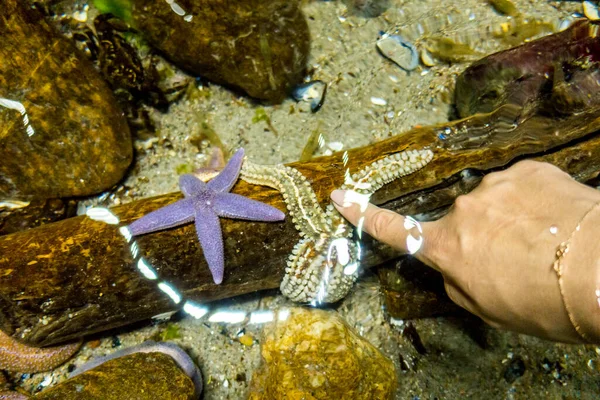 Beau Monde Sous Marin Algues Marines Poissons — Photo