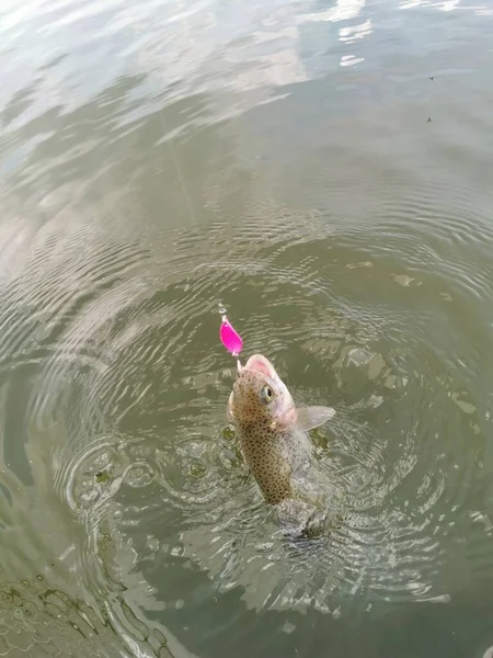 Pêche Truite Dans Lac Pêche Loisirs — Photo