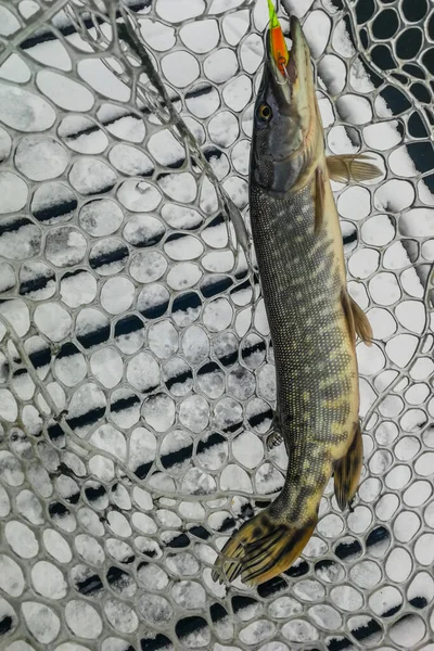 Pesca Del Luccio Sul Lago Attività Ricreative Pesca — Foto Stock