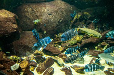 Balık yosunlarının güzel sualtı dünyası