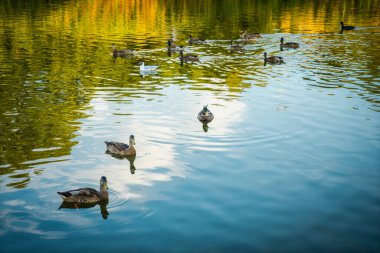 Kopenhag 'daki güzel şehir göleti
