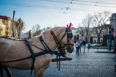 Muhteşem kış Lviv mimarisi ve sokakları