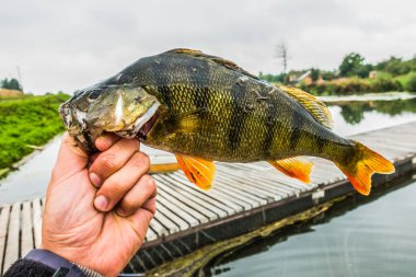 İyi bir balıkçılık geçmişi