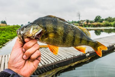 İyi bir balıkçılık geçmişi