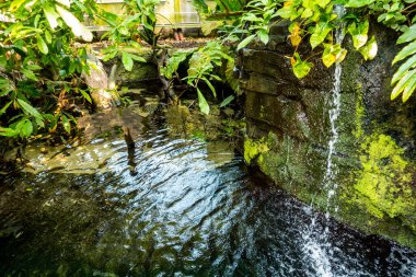 Balık yosunlarının güzel sualtı dünyası