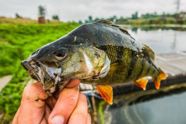 İyi bir balıkçılık geçmişi
