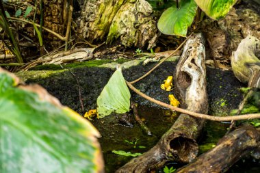 Balık yosunlarının güzel sualtı dünyası